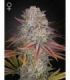 Pulp Friction by Greenhouse Seeds @sporadiko.gr