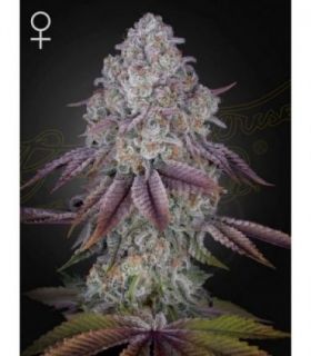 Persian Pie by Greenhouse Seeds @sporadiko.gr