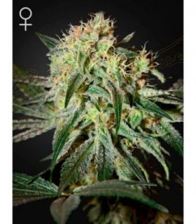 Damn Sour by Greenhouse Seeds @sporadiko.gr
