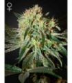 Damn Sour (Greenhouse Seeds)