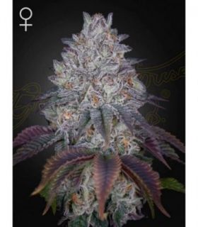 King's Tart by Greenhouse Seeds @sporadiko.gr