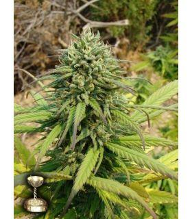 Kandy Kush (Reserva Privada)