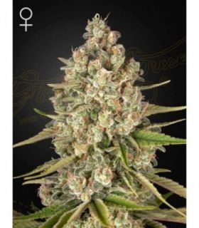 Lost Pearl by Greenhouse Seeds @sporadiko.gr