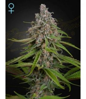 Deep Candy CBD by Greenhouse Seeds @sporadiko.gr
