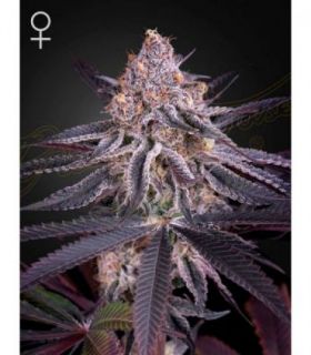 King's Juice by Greenhouse Seeds @sporadiko.gr