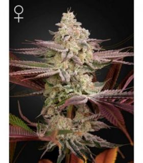 Chemical Bride by Greenhouse Seeds @sporadiko.gr