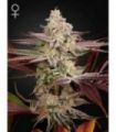 Chemical Bride (Greenhouse Seeds)