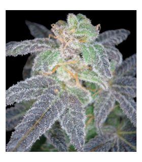 Purple OG 18 (Reserva Privada)