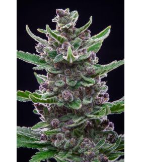 Tropicanna Cookies by FastBuds @sporadiko.gr