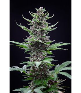 Tropicanna Cookies by FastBuds @sporadiko.gr