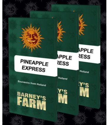 Pineapple Express (Barney's Farm)