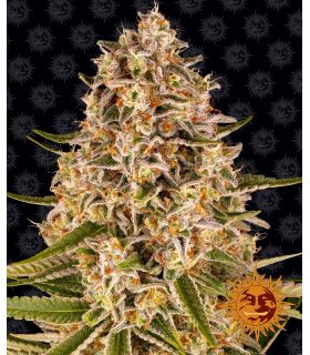Pineapple Express απο Barney's Farm @σποράδικο.gr