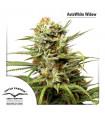 Auto White Widow (Dutch Passion)