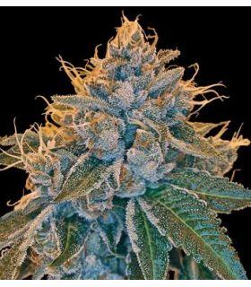 Kosher Kush (Reserva Privada)