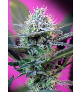 +Speed Autoflowering (Sweet Seeds)