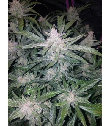 A cannabis plant full of dense buds in flowering stage. Mexican Airlines by FastBuds @sporadiko.gr