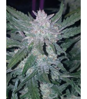 A very dense cannabis bud of a Mexican Airlines by FastBuds @sporadiko.gr