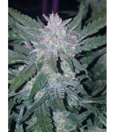 A very dense cannabis bud of a Mexican Airlines by FastBuds @sporadiko.gr