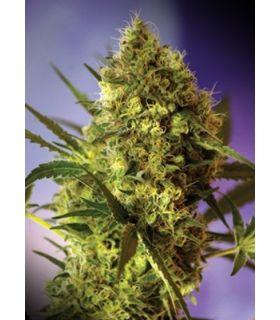 Big Devil 2 (Sweet Seeds)