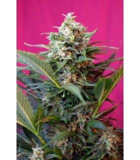 Big Devil XL Auto (Sweet Seeds)