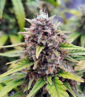 Gorilla Zkittlez Αυτόματης άνθισης @sporadiko.gr