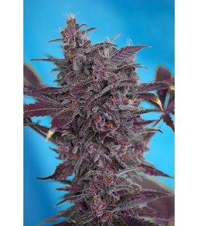 Black Cream (Sweet Seeds)