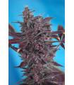 Black Cream Auto  (Sweet Seeds)