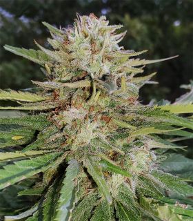 Gorilla Zkittlez φωτοπεριόδου @σποράδικο