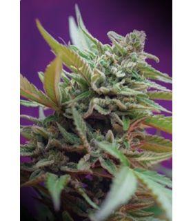 Back Jack Auto (Sweet Seeds)