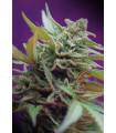 Black Jack Auto (Sweet Seeds)