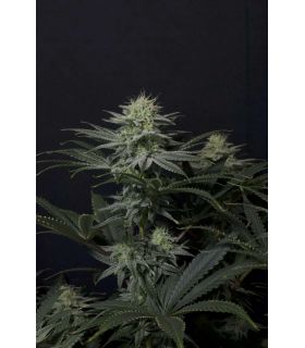GG4 Sherbet FF by FastBuds @sporadiko.gr