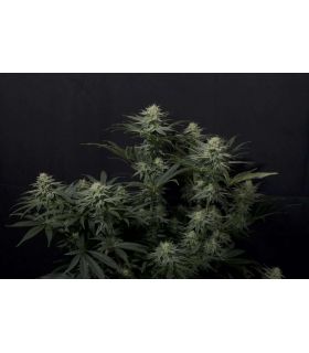 GG4 Sherbet FF (FastBuds)