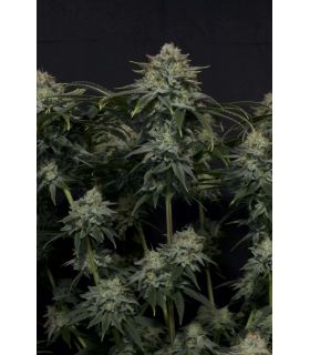 Gorilla Cookies FF απο FastBuds στο σποράδικο.gr