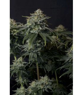 Gorilla Cookies FF (FastBuds)