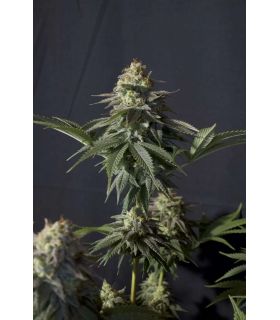 Orange Sherbet FF (FastBuds)