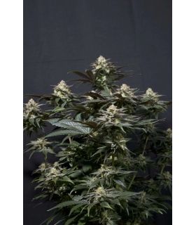 Purple Lemonade FF (FastBuds)