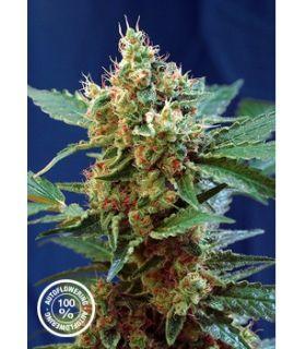 Cream Mandarine XL (Sweet Seeds)