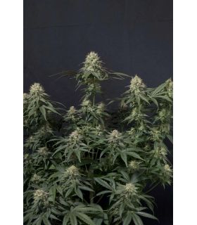 Tropicana Cookies FF by FastBuds @sporadiko.gr
