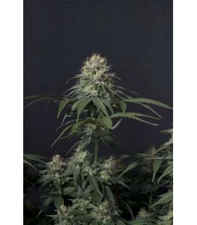 Tropicana Cookies FF (FastBuds)