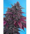 Dark Devil Auto (Sweet Seeds)
