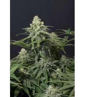 Wedding Cheesecake FF by FastBuds @sporadiko.gr