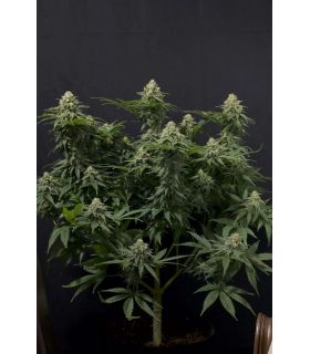 Wedding Cheesecake FF (FastBuds)