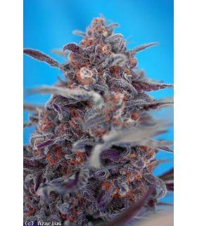 Devil Cream (Sweet Seeds)