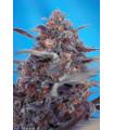 Devil Cream Auto (Sweet Seeds)