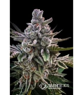 Acai Jelly by Silent Seeds - σπόροι κάνναβης @sporadikogr
