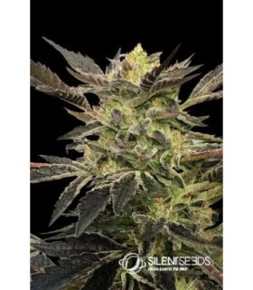 Pink Sunset Auto by Silent Seeds - σπόροι κάνναβης @sporadikogr