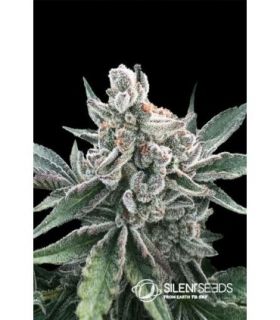 Polar Gelato Auto by Silent Seeds - σπόροι κάνναβης @sporadikogr