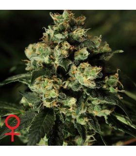 Jack Herer (Greenhouse Seeds)