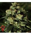 Jack Herer (Greenhouse Seeds)