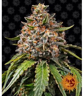 White Widow XXL by Barney's Farm @sporadiko.gr